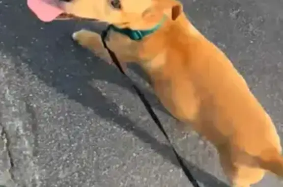Lost Dog Alert: Appa Missing in Pooler