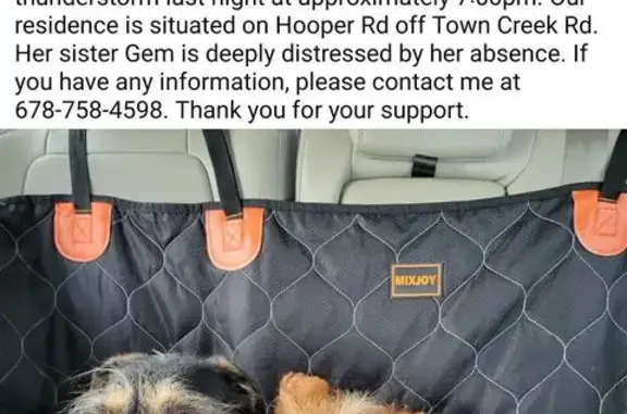 Help Find Amber: Lost Terrier Mix