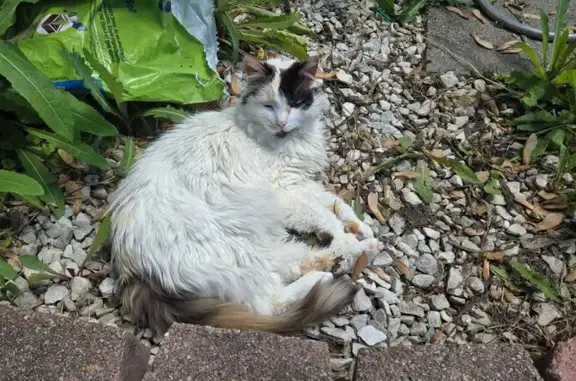 Help Find Deaf Calico Cat: Fredericksburg