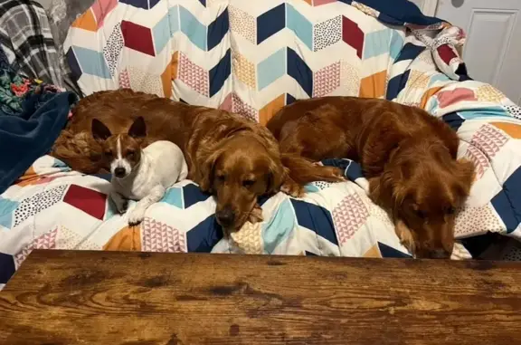 Help Find Our 2 Missing Golden Retrievers!