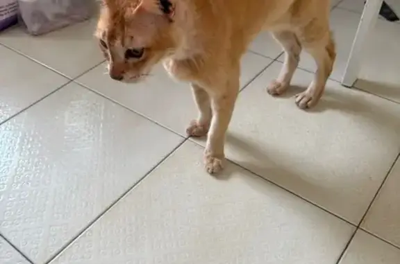 Lost pets Singapore, photo: Missing: Simba, Blue-Eyed Cat in Serangoon
