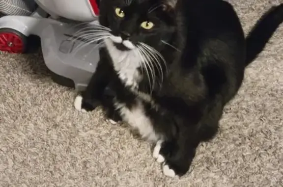 Lost Cat: Black with White Mustache, Commerce City