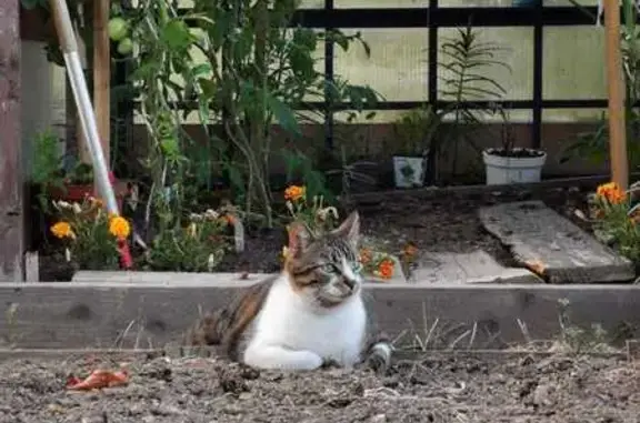 Chat perdu, Noisy-le-Sec, photo: Chat tigré perdu à Noisy-le-Sec