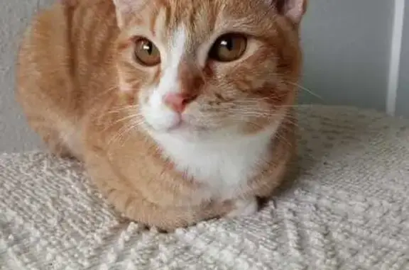 Lost Orange Cat: Ocean Ave, Raymond