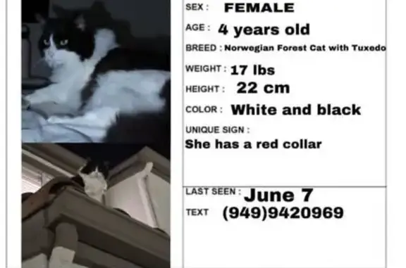 Lost Fluffy Cat with Bell - San Clemente