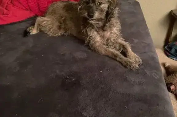 Missing dog Chandler, photo: Lost Shy Dog: Brown Coat, Orange Harness