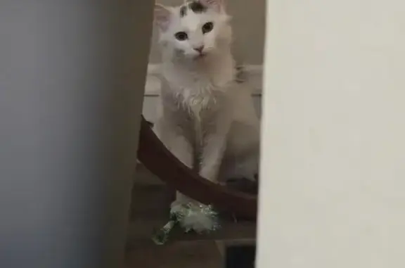 Lost Cat: White with Grey Spots, Milwaukee