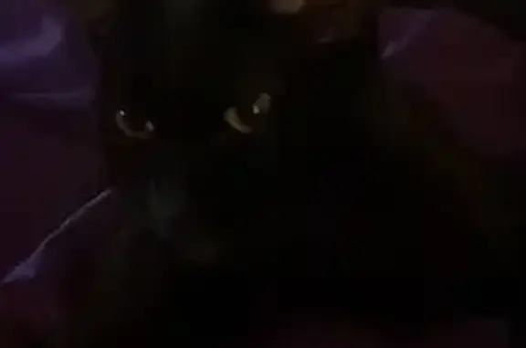 Missing cat Columbia, photo: Lost Cat: Black with White Chest Mark