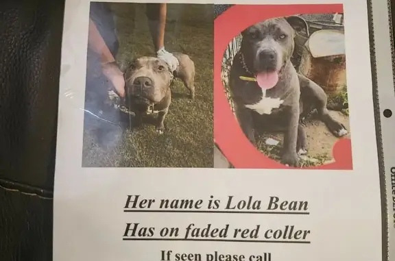 Lost Dog in Athens, AL: Lola, 6 Months Old