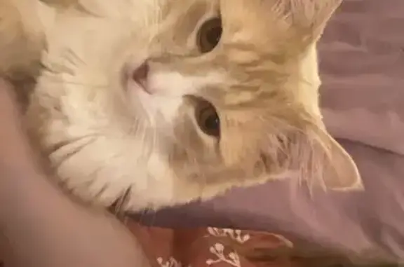 Lost Light Orange Cat Near High St, Boscawen