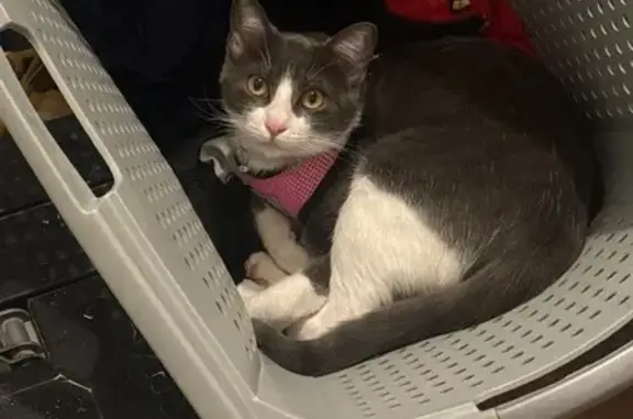 Lost Cat: Grey & White in Pink Vest, Denver