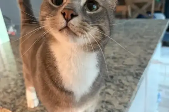Missing cat Salem, photo: Lost Grey Cat: White Paws, Bernard St