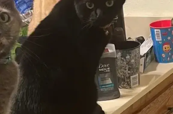 Lost and found pets Fayetteville, photo: Lost Black Cat: East Eton Street, Fayetteville