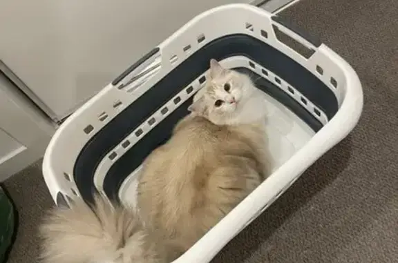 Lost Cat: Fluffy Cream & White in Melbourne