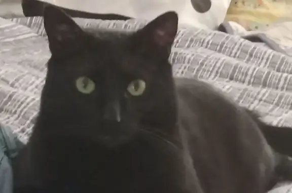 Lost Black Cat: Neutered & Chipped, Garner