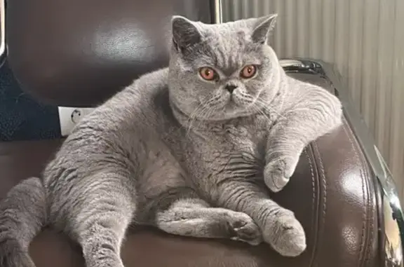 Chat trouvé Meudon, photo: Chat gris perdu à Meudon, allée Mozart