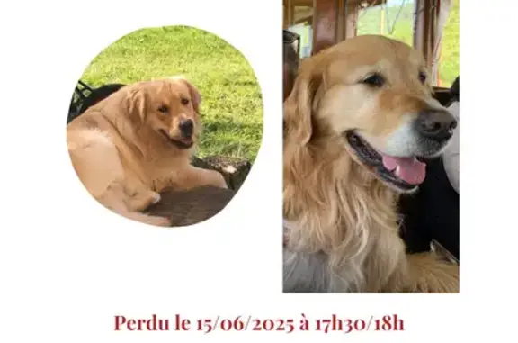Animaux perdus Rion-des-Landes, photo: Golden Retriever perdu à Rion-des-Landes