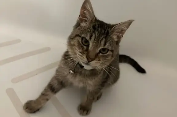 Missing cat Aliquippa, photo: Missing Brown Tabby Cat in Aliquippa