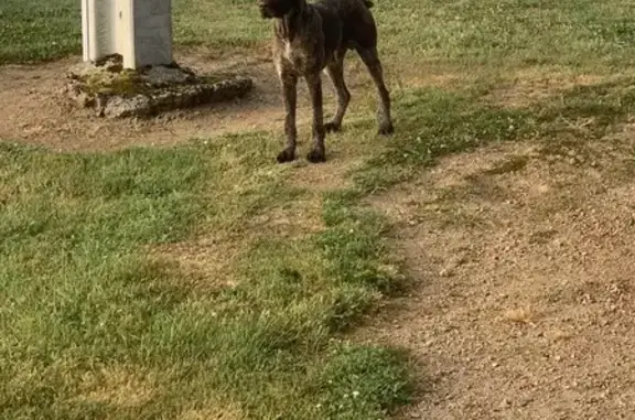 Chien trouvé à Isserpent, Chemin du Moulin - photo