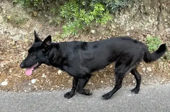 Chien trouvé Cagnes-sur-Mer, photo: Chien noir trouvé chemin Pain de Sucre