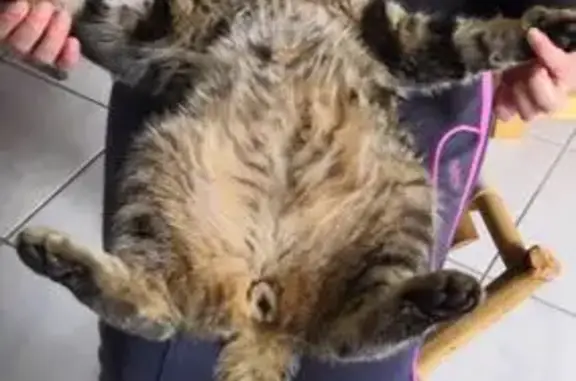 Chat européen perdu, dodu et affectueux - photo