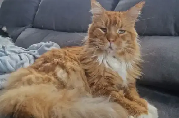 Animaux perdus Saint-Vallier, photo: Maine Coon roux perdu à Saint-Vallier