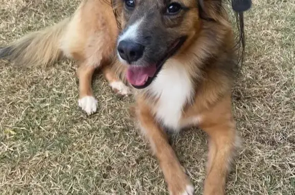 cachorro desaparecida