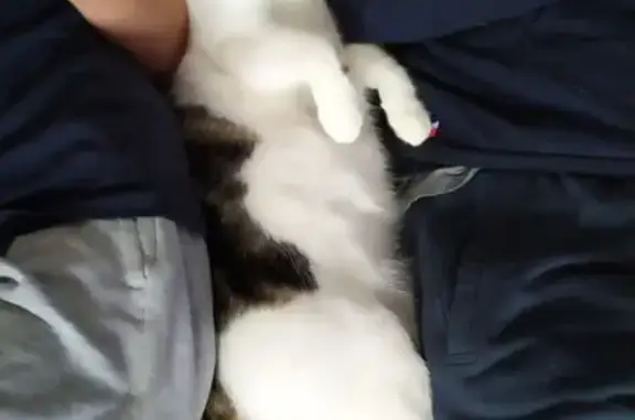 Chat perdu, La Bouëxière, photo: Chat perdu : blanc, tigré, stérilisé, pucé