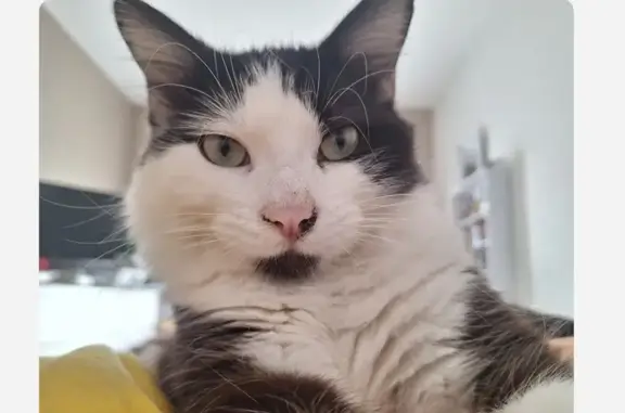 Chatte perdue, 1 an, pucée, Marseille - photo