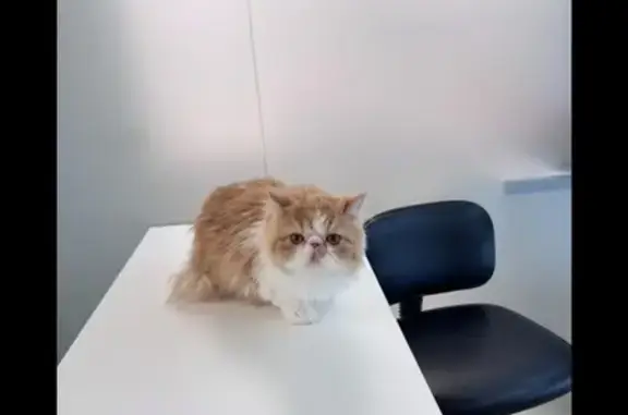 Gata Persa Perdida en Madrid - Ayuda