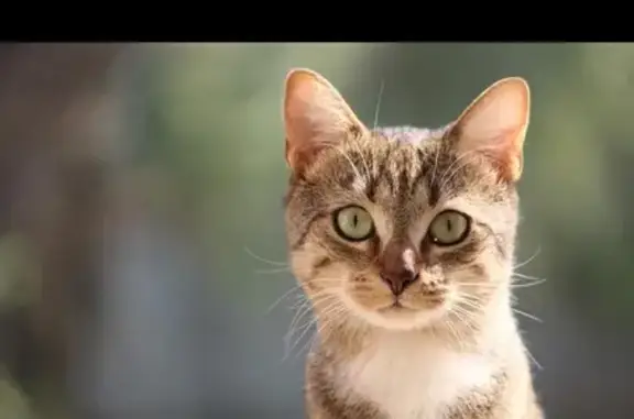 Chatte perdue à Vivonne : Ruby, 2 ans - photo