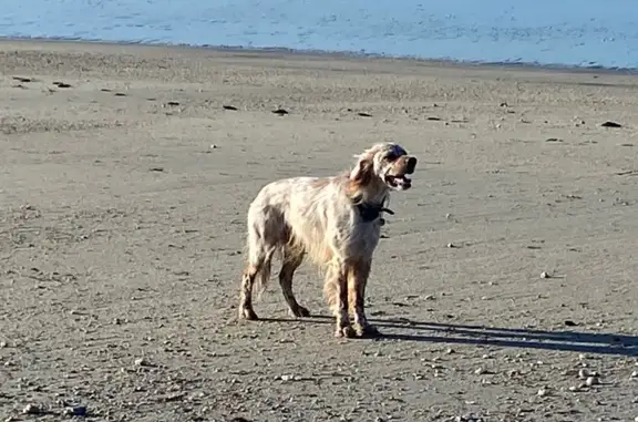 Animaux perdus Saint-Gildas-de-Rhuys, photo: Setter anglais perdu à Saint-Gildas-de-Rhuys