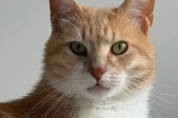 Chat perdu, Coulaines, photo: Chat perdu : tigré roux et blanc à Coulaines