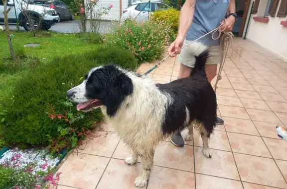 Chien trouvé Pont-d'Ain, photo: Chien noir et blanc trouvé à Pont-d'Ain