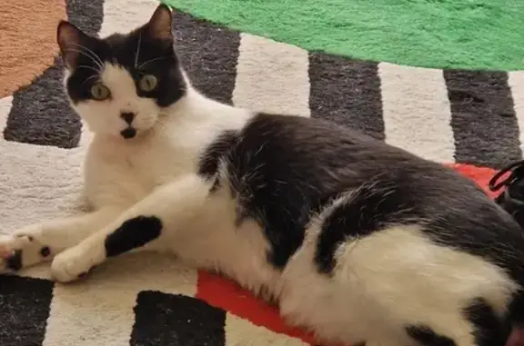 Gata Perdida con Manchas de Corazón y Gota