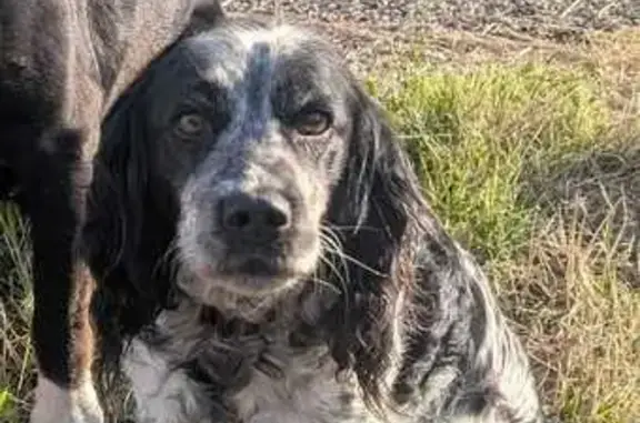 Animaux trouvés , photo: Chienne trouvée Impasse de la Garrigue