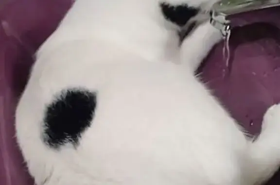 ¡Gato Perdido en La Rañada: Ayúdanos!