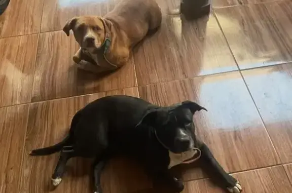 cachorro desaparecida