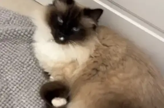 Lost Ragdoll Cat: White Paws, Microchipped