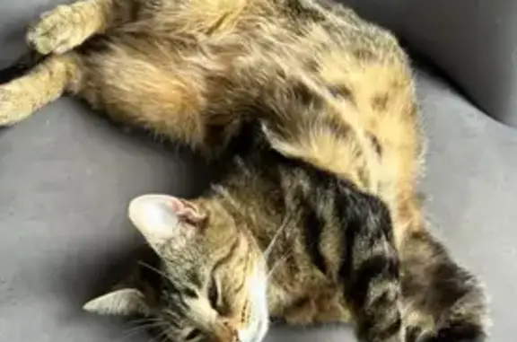 Animaux perdus Saint-Brieuc, photo: Chat perdue, peureuse, Saint-Brieuc