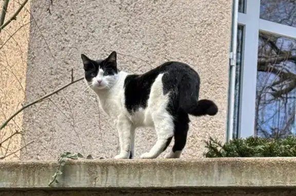 Chat perdu, Poitiers, photo: Chat perdu : jeune noir et blanc, Poitiers