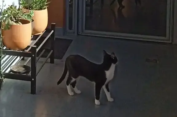 ¡Ayuda a encontrar a Neco en Sevilla!