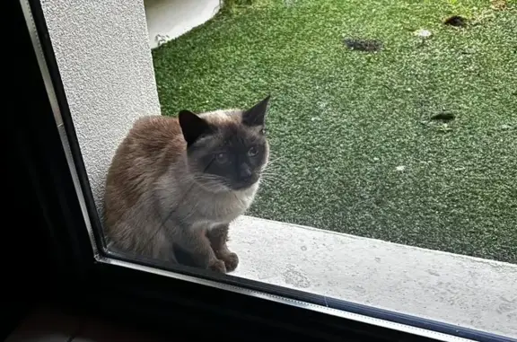 Chat perdu, Nouvelle-Aquitaine, photo: Chat perdu à Biscarrosse, Nouvelle-Aquitaine