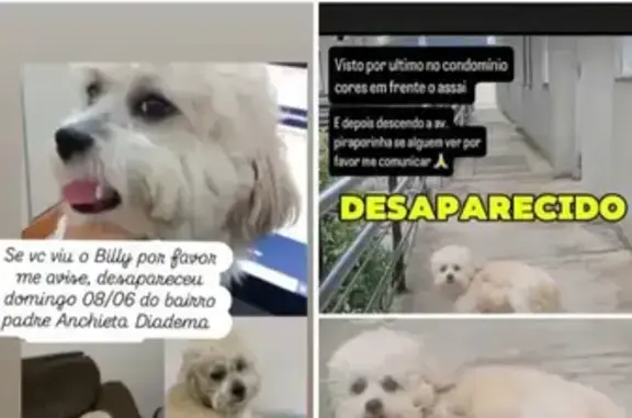 cachorro desaparecida