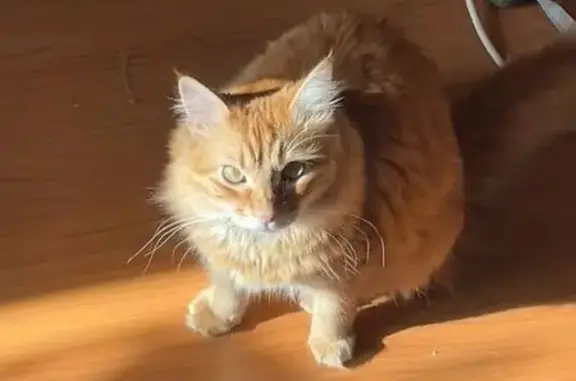 Chat perdu, Ivry-sur-Seine, photo: Chatte rousse Vicky perdue à Ivry-sur-Seine