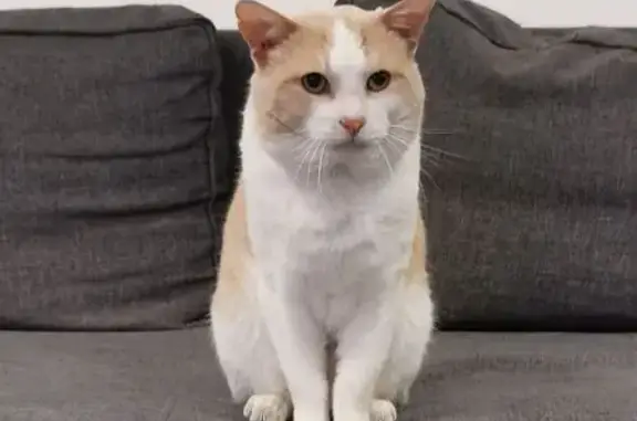 Chat beige/blanc perdu, affectueux, La Grigonnais - photo