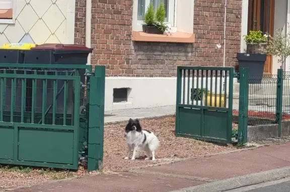 Chien blanc et noir craintif à Lens - photo