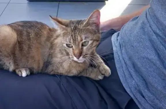 Animaux trouvés Mondeville, photo: Petit chat gris trouvé à Mondeville