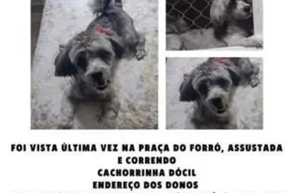 cachorro desaparecida