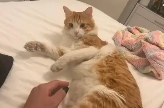Se busca: Gato grande perdido en Barcelona